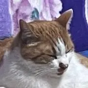 すんの画像