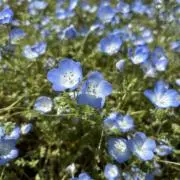 チョリチョリスの画像