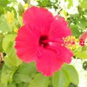 Aloha2019の画像