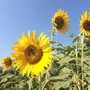 おもちの画像