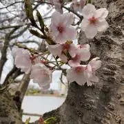 Hiyachan
