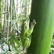 いつでもボギーの画像