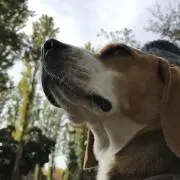 perrowの画像