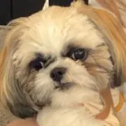 こんちゃんの画像