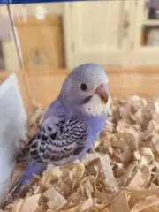 ピッピちゃん