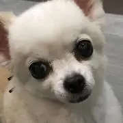 ゆうこぶーぶー