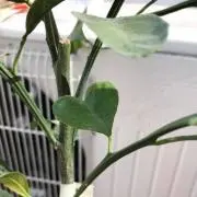 おしるこ