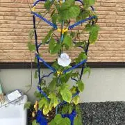 nanagaiの画像