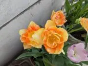瑠璃の画像
