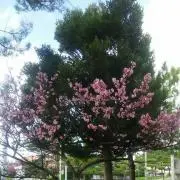まっちー