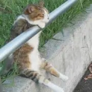 みーの画像