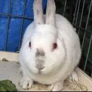 ryo