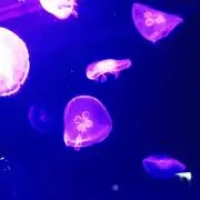 うにの画像