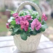maiの画像