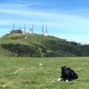 もみじ