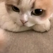 Minaの画像