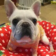 リサ・ラーソン／Lisa Larson(スエーデン)シロクマ親子 - メルカリ