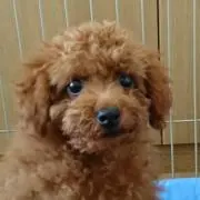 むら