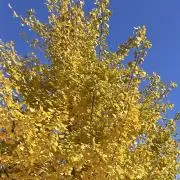 銀杏の木の画像
