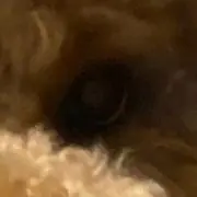 いろはの画像