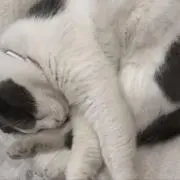 ももんが☆の画像