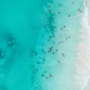 プープの画像