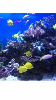 まい様お取り置きです。No．241 クローバー 猫 キーホルダー