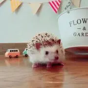 ぴよん