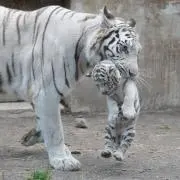 sino