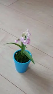 Miaの画像