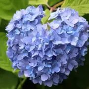 ようこ