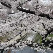 さくらの画像