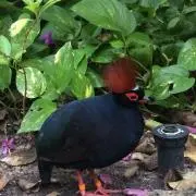 かにの画像