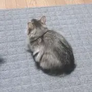 はらの画像