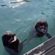 Sの画像