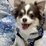 ニコちゃんの画像