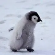 ゆっこの画像
