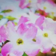 ハナミズキの画像