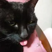 猫の戯れ(*ΦωΦ)の画像