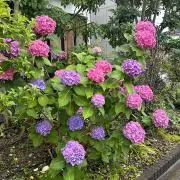 ジャスミン leeの画像