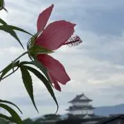 Ananasuの画像
