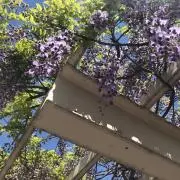 しゃけ