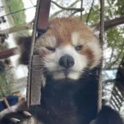 ゆうまฅプロフ必読 発送は8/16～ですの画像