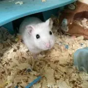アローズの画像