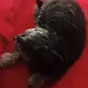 ねね丸 セール中‼️の画像