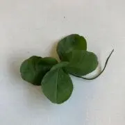 メレブの画像