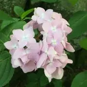 yukaの画像