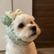 Ikachanの画像