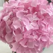 13asの画像