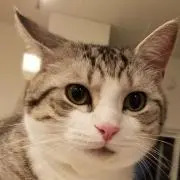 のぶ
